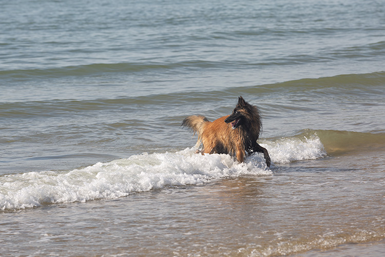 Wandeling Zoutelanden